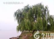 樹(shù)姿百貌——饅頭柳（詩(shī)/陳玉民）