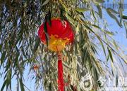 樹(shù)姿百貌——沙柳（詩(shī)/陳玉民）