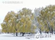 樹(shù)姿百貌——檉柳（詩(shī)/陳玉民）