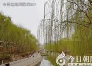 樹(shù)姿百貌——杞柳（詩(shī)/陳玉民）