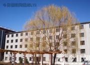 樹(shù)姿百貌——龍爪柳（詩(shī)/陳玉民）