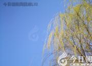 樹(shù)姿百貌——黃金香柳（詩(shī)/陳玉民）