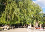 樹(shù)姿百貌——花曲柳（詩(shī)/陳玉民）