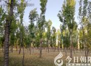 樹(shù)姿百貌——楊樹(shù)（詩(shī)/陳玉民）