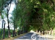 樹(shù)姿百貌——加拿大楊樹(shù)（詩(shī)/陳玉民）