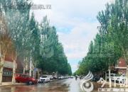 樹(shù)姿百貌——銀中楊（詩(shī)/陳玉民）