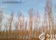 樹(shù)姿百貌——銀白楊（詩(shī)/陳玉民）