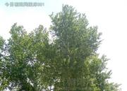 樹(shù)姿百貌——意楊（詩(shī)/陳玉民）