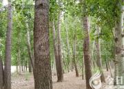 樹(shù)姿百貌——樺樹(shù)（詩(shī)/陳玉民）