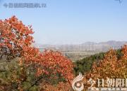 樹(shù)姿百貌——紅樺樹(shù)（詩(shī)/陳玉民）