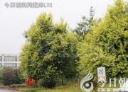 樹(shù)姿百貌——椴樹(shù)（詩(shī)/陳玉民）