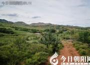 樹(shù)姿百貌——碩樺樹(shù)（詩(shī)/陳玉民）