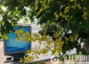 樹(shù)姿百貌——南京椴（詩(shī)/陳玉民）