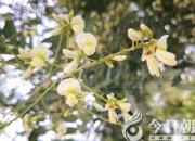 樹(shù)姿百貌——白花刺槐（詩(shī)/陳玉民）