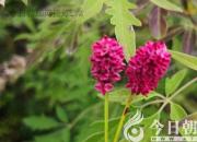 樹(shù)姿百貌——紫穗槐（詩(shī)/陳玉民）