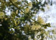 樹(shù)姿百貌——堇花槐（詩(shī)/陳玉民）