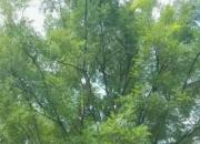 樹(shù)姿百貌——國(guó)槐（詩(shī)/陳玉民）