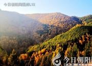 樹(shù)姿百貌——金枝槐（詩(shī)/陳玉民）