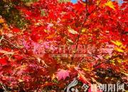 樹(shù)姿百貌——五角楓（詩(shī)/陳玉民）