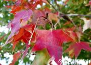 樹(shù)姿百貌——中國(guó)紅楓（詩(shī)/陳玉民）