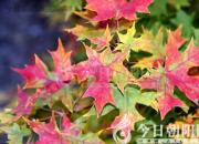 樹(shù)姿百貌——日本紅楓（詩(shī)/陳玉民）