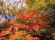 樹(shù)姿百貌——羽毛楓（詩(shī)/陳玉民）