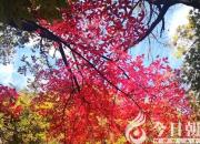 樹(shù)姿百貌——美國(guó)紅楓（詩(shī)/陳玉民）