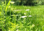 時(shí)至立夏 萬(wàn)物繁盛