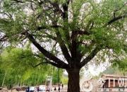 樹姿百貌——石櫟（詩/陳玉民）