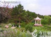 樹姿百貌——樸樹（陳玉民）