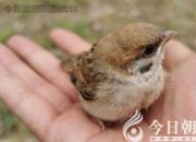 我渴望做一只小鳥(niǎo)（王婧婷）