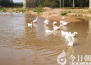 我有一個(gè)美麗的夢（裴茁然）