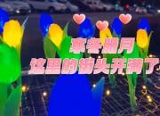 寒冬臘月，這里的街頭開滿了花