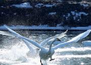 來紅村，看天鵝吧——游朝陽北票紅村天鵝灣（石玉梅）
