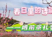 【春日里的詩篇】明前茶禮贊