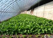 深度合作共繪食葉草產(chǎn)業(yè)發(fā)展藍(lán)圖