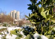 風(fēng)雪兼程，朝陽等你綻放！