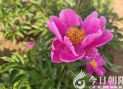 凌水詩箋，朝陽市詩詞學(xué)會(huì)為遼寧專升本考生送上真摯祝福（一）