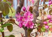 凌水詩箋，朝陽市詩詞學(xué)會(huì)為遼寧專升本考生送上真摯祝福（三）