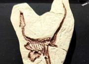 化石寶庫（韓輝升）