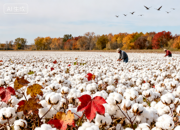 寒露（韓輝升）