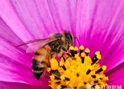 蜜蜂（韓輝升）