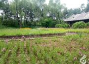 春花記（韓輝升）