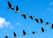 大雁飛（韓輝升）