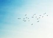 開心的鳥（韓輝升）