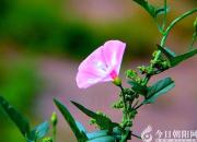 鄉(xiāng)愁（韓輝升）