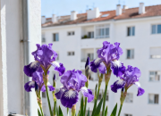 一盆花（韓輝升）