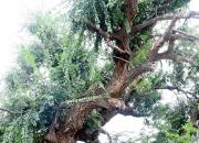 老榆樹（韓輝升）