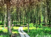 林子里（韓輝升）