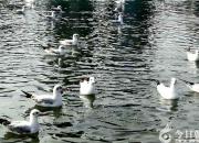 思想河（三十首）（二十三）（韓輝升）